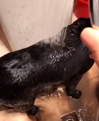 主人给黑狗洗澡，当水淋湿狗狗全身，流出来的水让他崩溃！ - 5