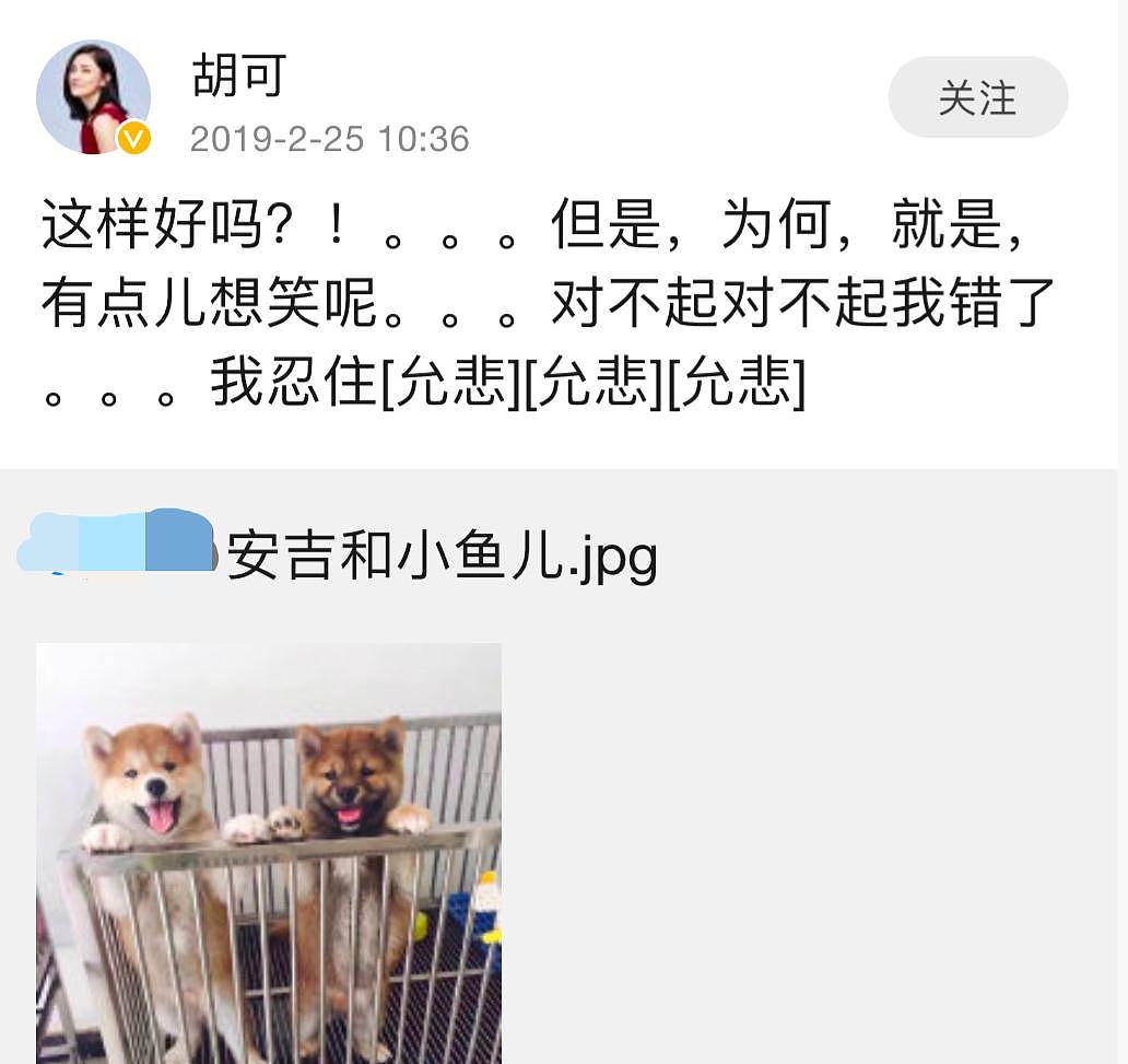 网友发布狗狗图片，称其为小鱼儿和安吉，沙溢胡可实力“坑孩” - 4