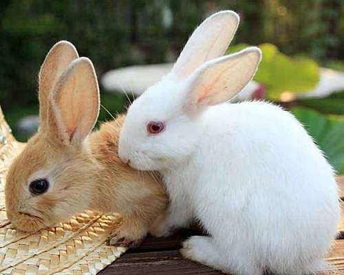 兔子吃的兔粮 - 1