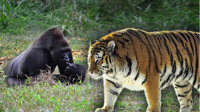 银背大猩猩VS老虎，谁更胜一筹？网友：没有对比就没有伤害 - 3