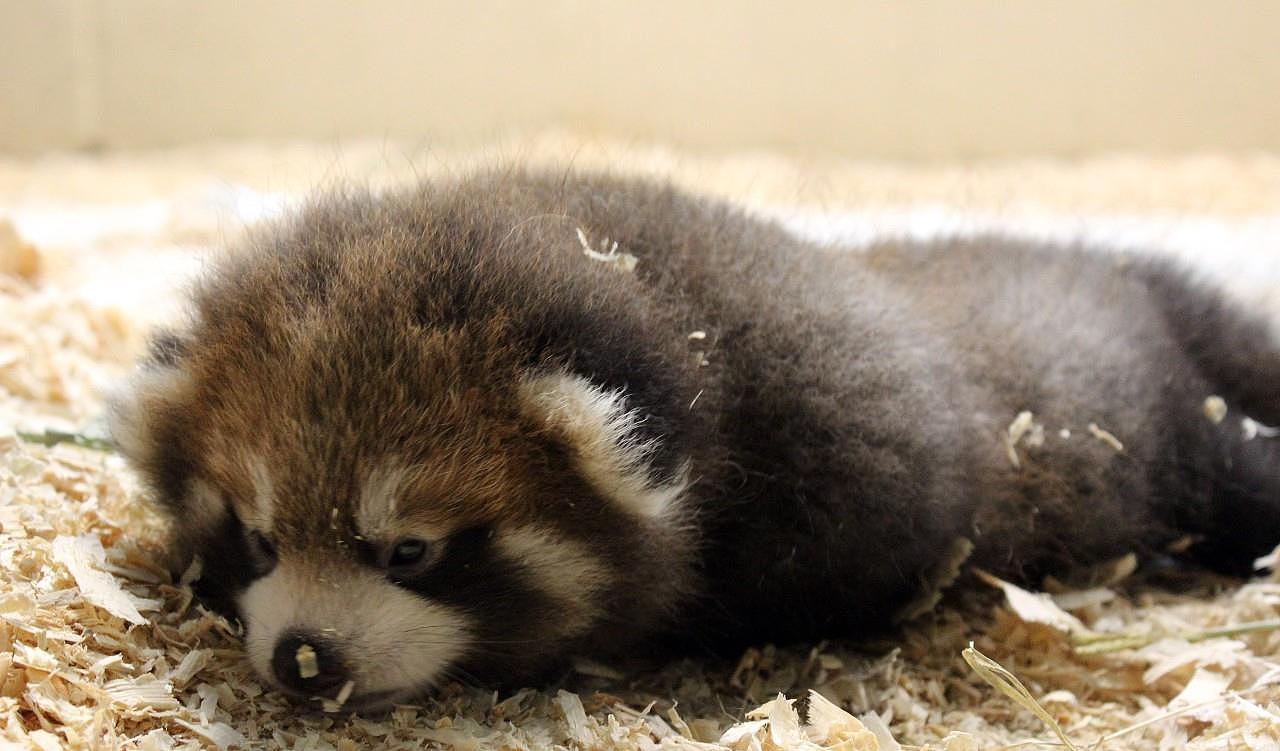 美国纽约濒危的红熊猫幼崽 本周五宣布幼崽的名字 - 2