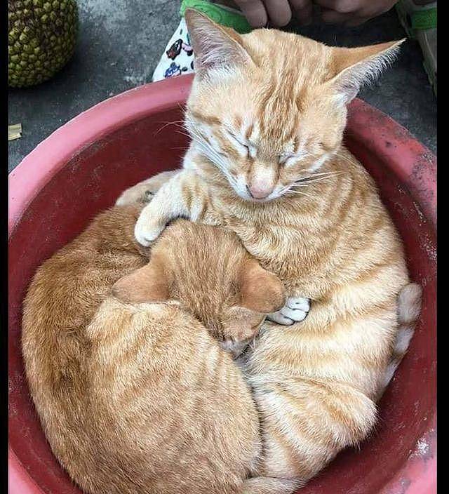 一只橘猫坐在花盆里，走近才发现里面还有一只，干嘛要挤在里面！ - 3