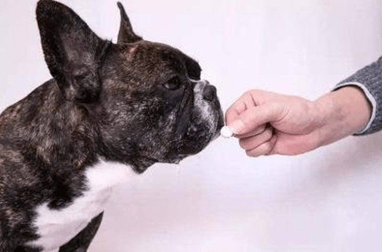萌宠大作战：狗怎么提高免疫力 怎么加强狗狗的免疫力 - 4