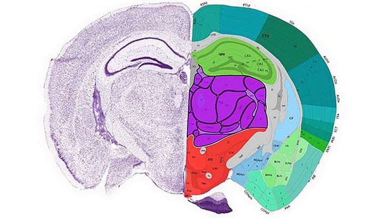 科学家绘制出小鼠大脑图谱，为人脑图绘制铺路 - 1