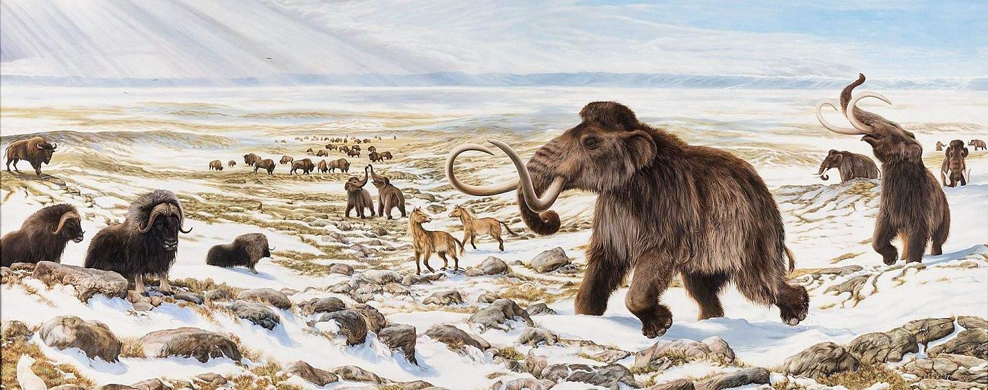鬣狗的祖先是巨鬣狗，老虎祖先是剑齿虎，狮子的祖先更厉害 - 1