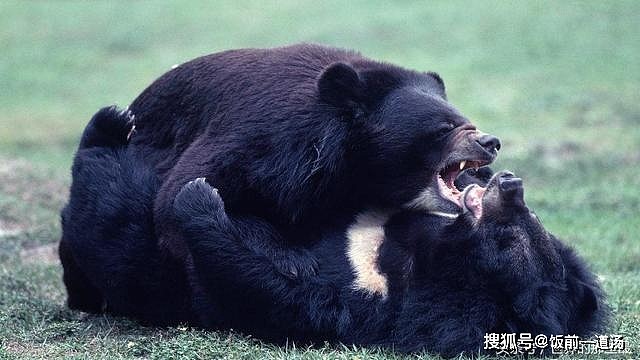 熊科动物战斗力排行榜：黑狗熊排第六，前两名能完虐东北虎 - 3