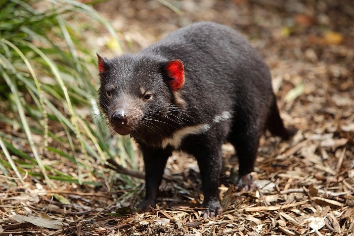 科学家发现塔斯马尼亚袋獾打破食腐动物常见模式 - 3