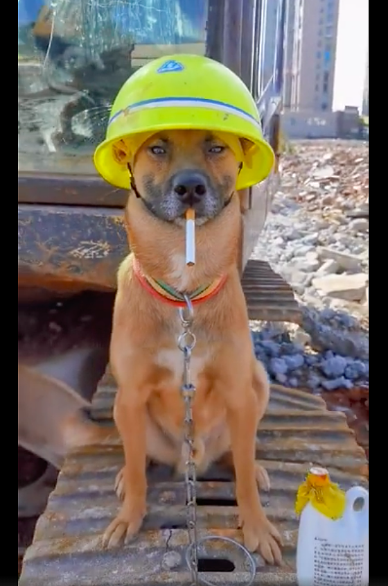 工人给狗狗戴上了安全帽，还点了一支烟，好有包工头的气质呀！ - 2