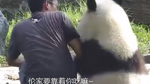 熊猫靠着奶爸吃竹子，却遭到嫌弃，熊猫：伦家是国宝，你还敢推我 - 2
