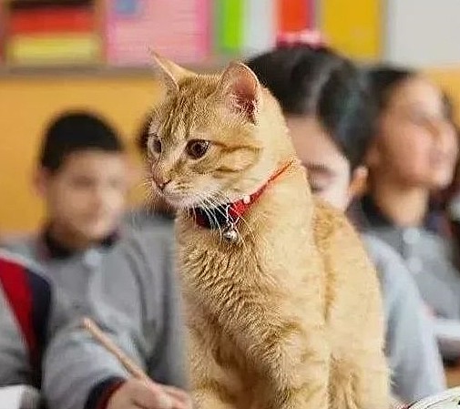橘猫误打误撞闯进教室，非但没有被赶出去还受到了大家的欢迎！ - 2