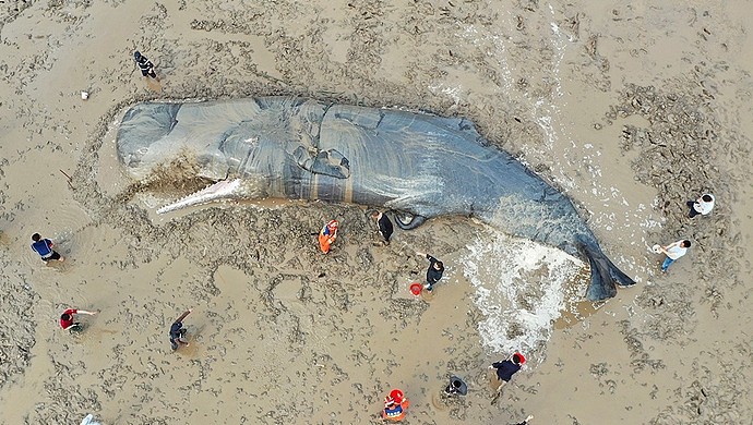 浙江台州海上惊现抹香鲸尸体 或为此前在象山搁浅的那条 - 3