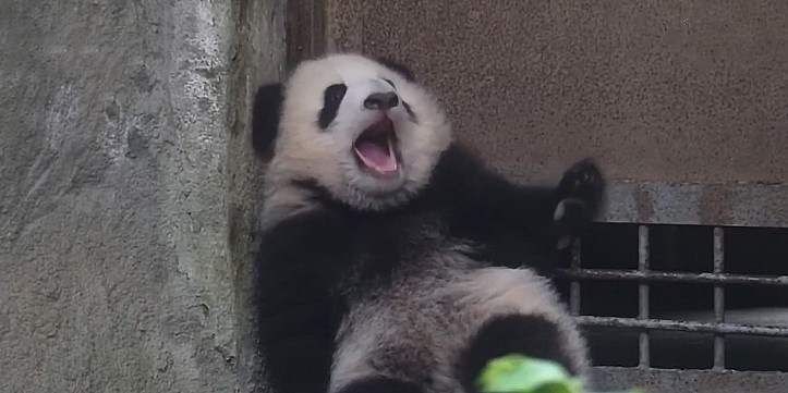 熊猫团子躲在门边等下班，困得直打哈欠，网友：像下班前的我！ - 2