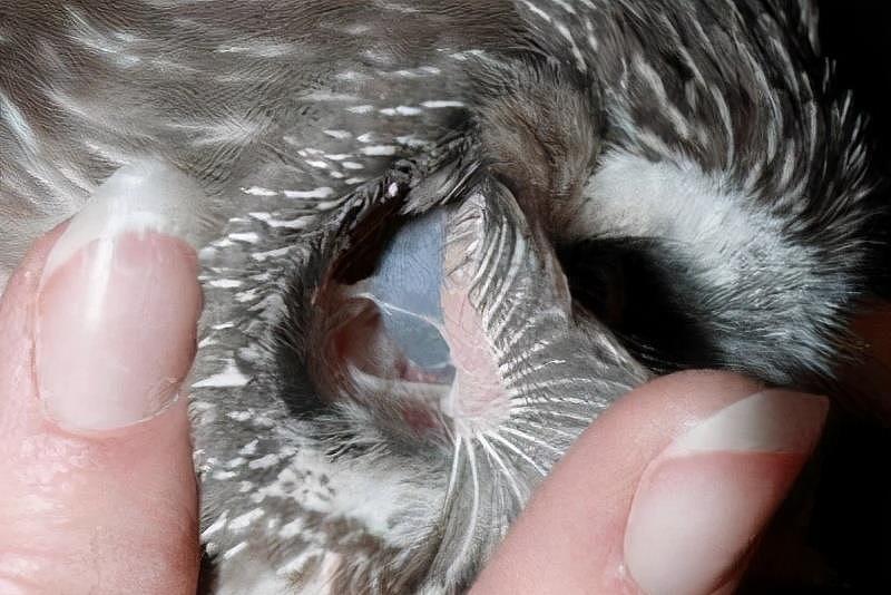 猫头鹰冷知识：翻开耳朵能看到眼珠，小时候趴着睡是因为脑袋太沉 - 23