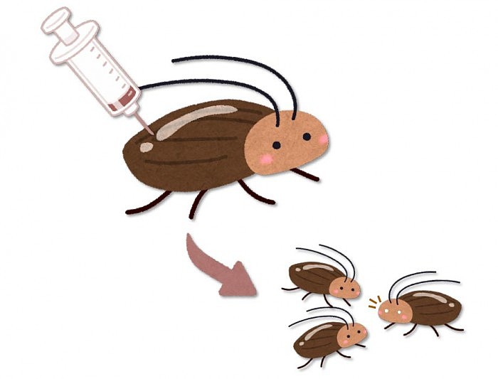 CRISPR-in-Cockroaches.jpg