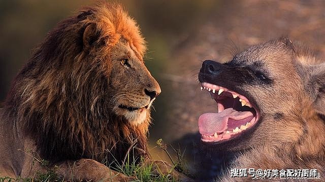 在非洲大陆上，究竟是狮子怕鬣狗，还是鬣狗怕狮子？ - 2