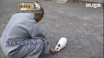 韩国最“佛系”兔子！拜佛两年斩断前尘，戒掉了胡萝卜世俗的欲望 - 6