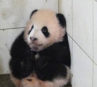 熊猫“胖大海”一个动作把饲养员笑到捧腹，网友：没把自己当国宝 - 3