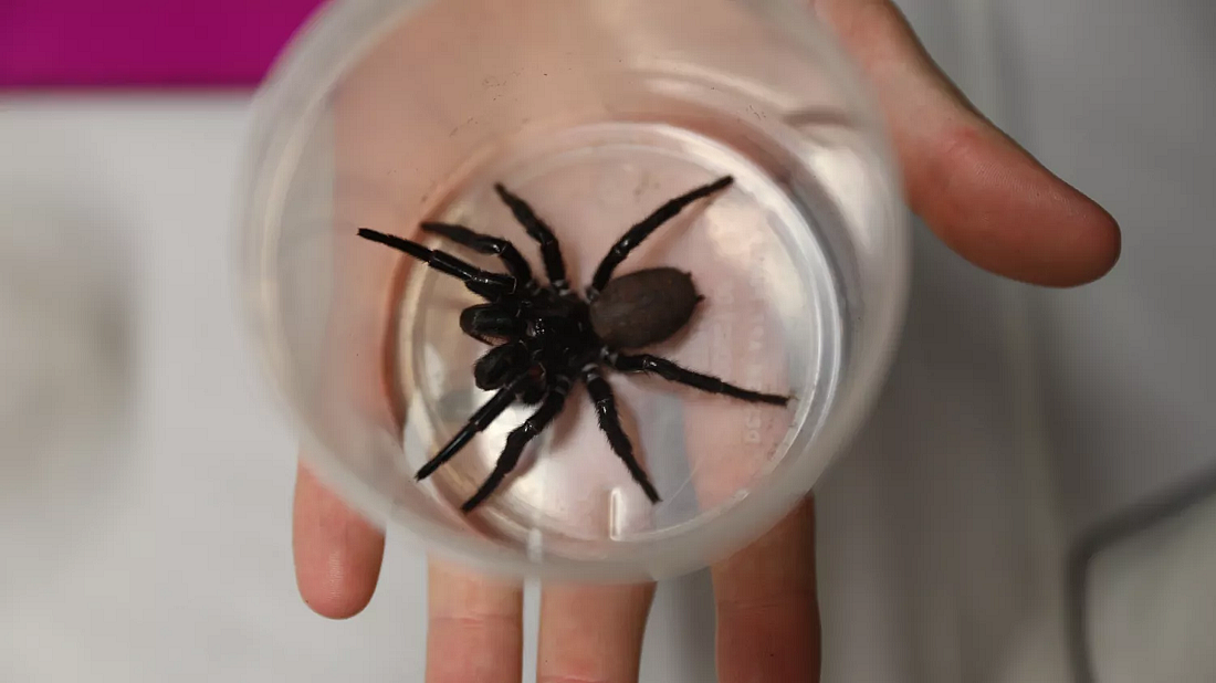 澳大利亚一动物园收到一只漏斗网蜘蛛：大小跟狼蛛旗鼓相当 - 1