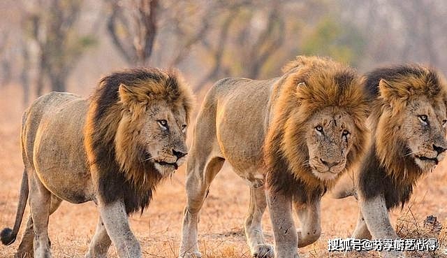 非洲大草原上独居的流浪雄狮，实力会不会超过野生老虎？ - 2