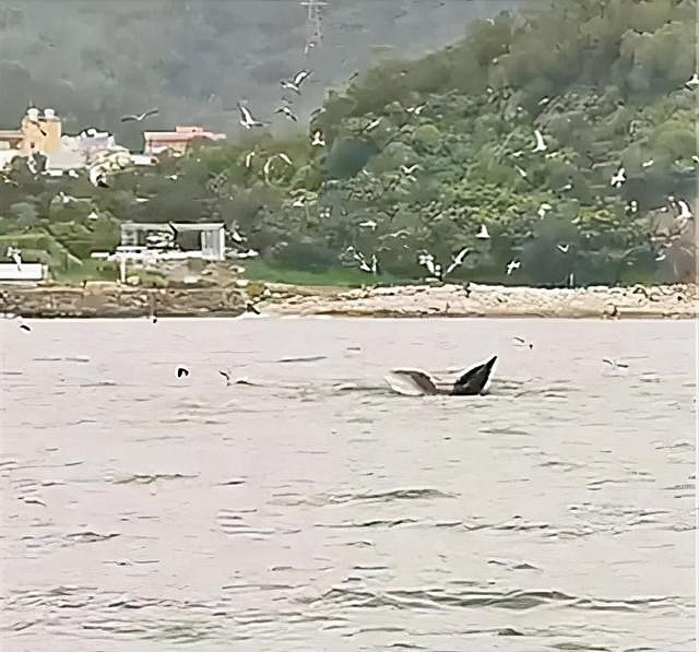 鲸鱼连续多日现身深圳大鹏湾 专家：别去围观、过往船只不要靠近 - 2