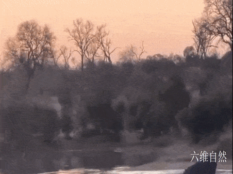 南非一只黑斑羚凭借跳跃躲避过野狗群，又在河中躲避开河马的袭击 - 6