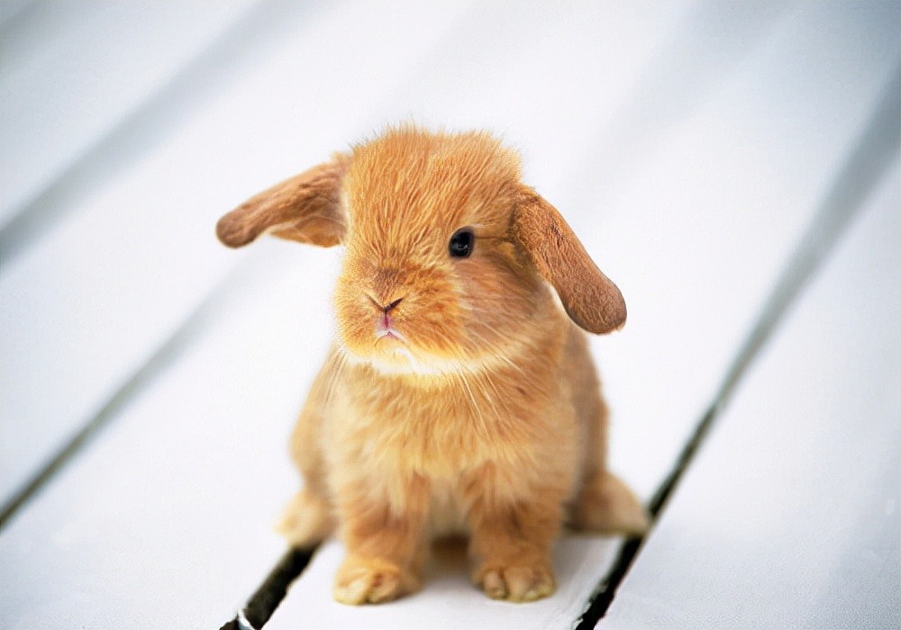 爱兔护理方法：兔子一只眼睛红肿，3个方法去解决 - 1
