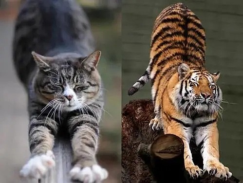 为什么把老虎叫猫科动物，而不把猫叫虎科动物？细思极恐。 - 21