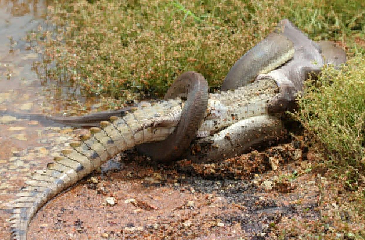 鳄鱼都成盘中餐，缅甸蟒在佛罗里达泛滥，捕蛇人表示“吃不消” - 6