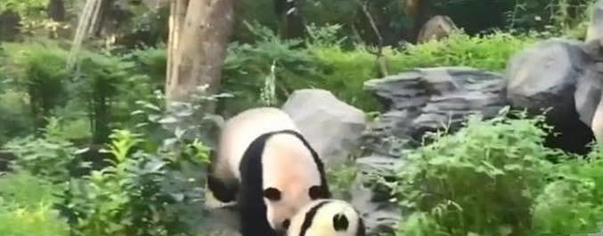 熊猫宝宝不听熊猫妈妈的劝告，当他摔疼后，还免不了一顿“责罚” - 3