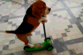 自从学会玩滑板车，比格狗狗开始耍起小脾气了 - 5