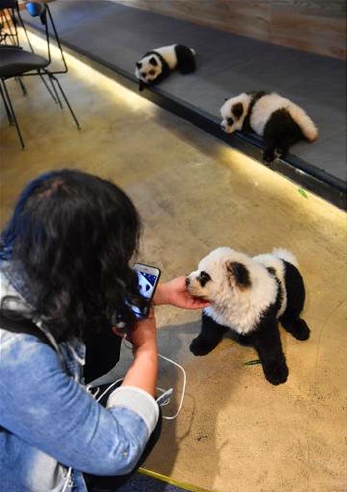 宠物店里竟有多只熊猫？细看才知是被染毛的松狮犬 - 7