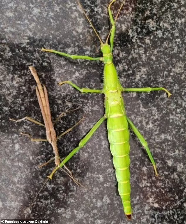 “雌雄同体”的竹节虫首次发现：可惜必须安乐死 - 3