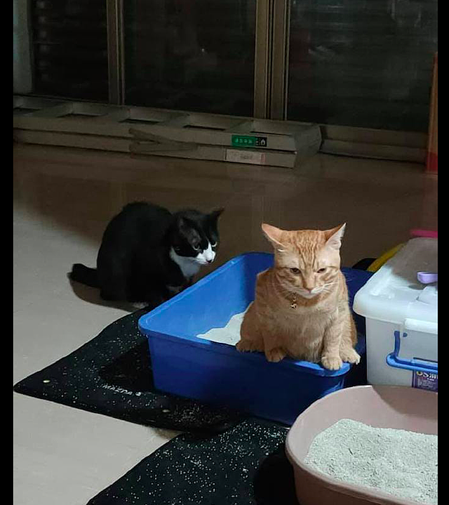 橘猫在猫砂盆里上厕所，后面的黑猫还伸头看，还有这样的癖好？ - 1