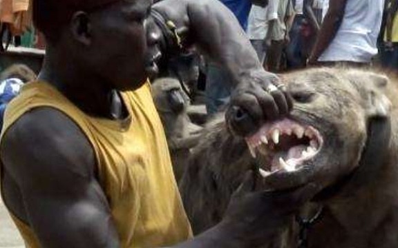 非洲人为啥不怕鬣狗？短短几十秒的视频，看完满满的心酸！ - 2