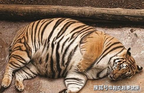 胖成球的猫科动物：老虎像充满气，云豹看不到脖子，猫咪比人还大 - 1