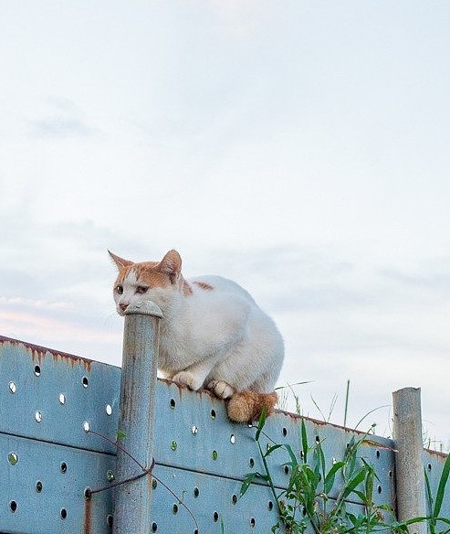 为主子生日定制了猫身蛋糕，喵星人看后直接炸毛 - 4