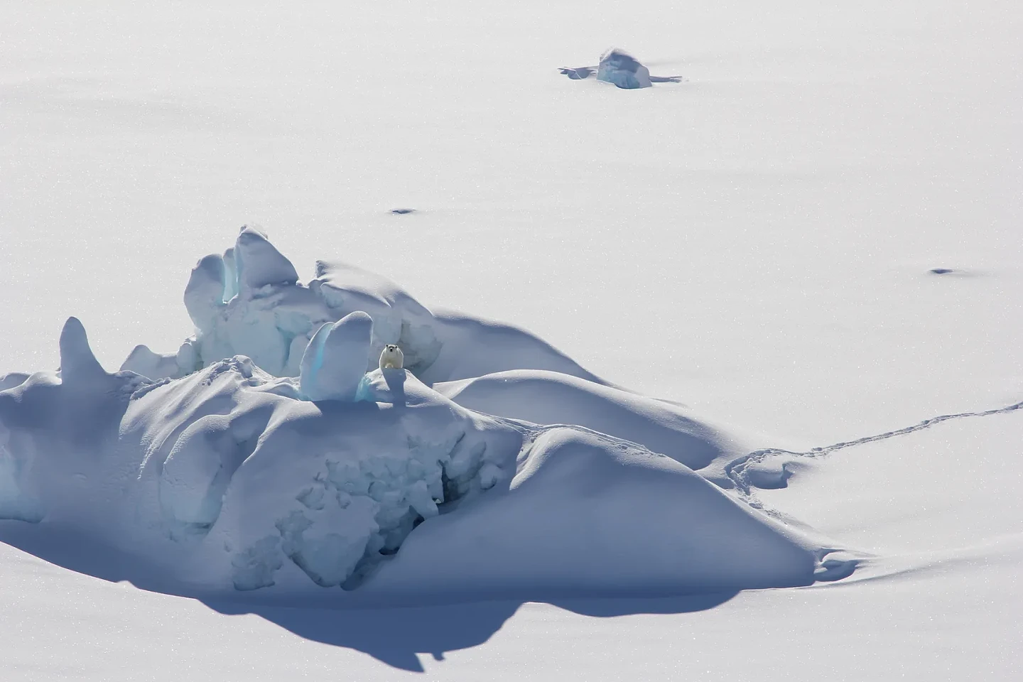 一种新发现的特殊北极熊群体可在较少海冰的环境中生存 - 2
