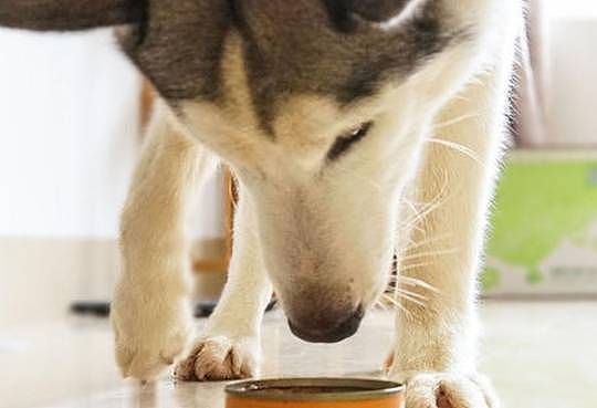 狗狗喜欢的六类食物，随便一种都可以让它“上瘾”！ - 5