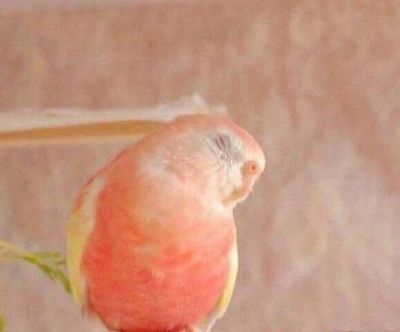 可爱的秋草鹦鹉，让人一整天都感到元气满满！甜美的像水蜜桃！ - 7