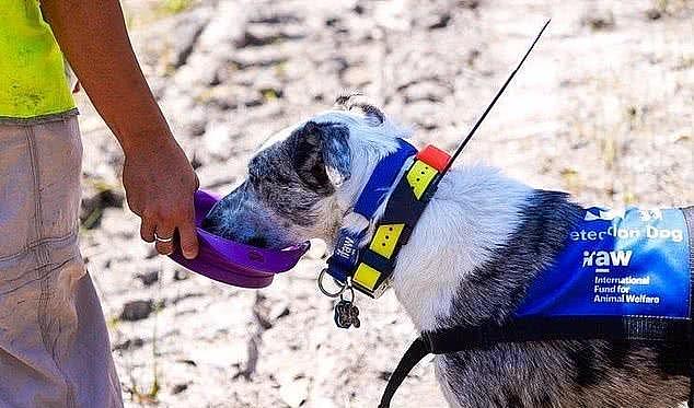 澳洲牧羊犬勇闯火海救考拉，曾被主人抛弃现成为搜救犬 - 3