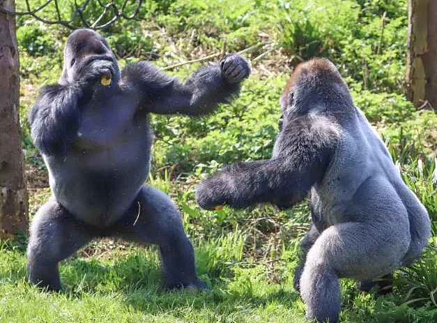 公猩猩给母猩猩按摩，没按几下就不老实了，看完憋住不要笑！ - 3