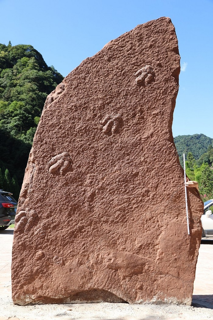四川古蔺金鱼溪发现肉食性恐龙足迹 脚印形似小金鱼 - 1