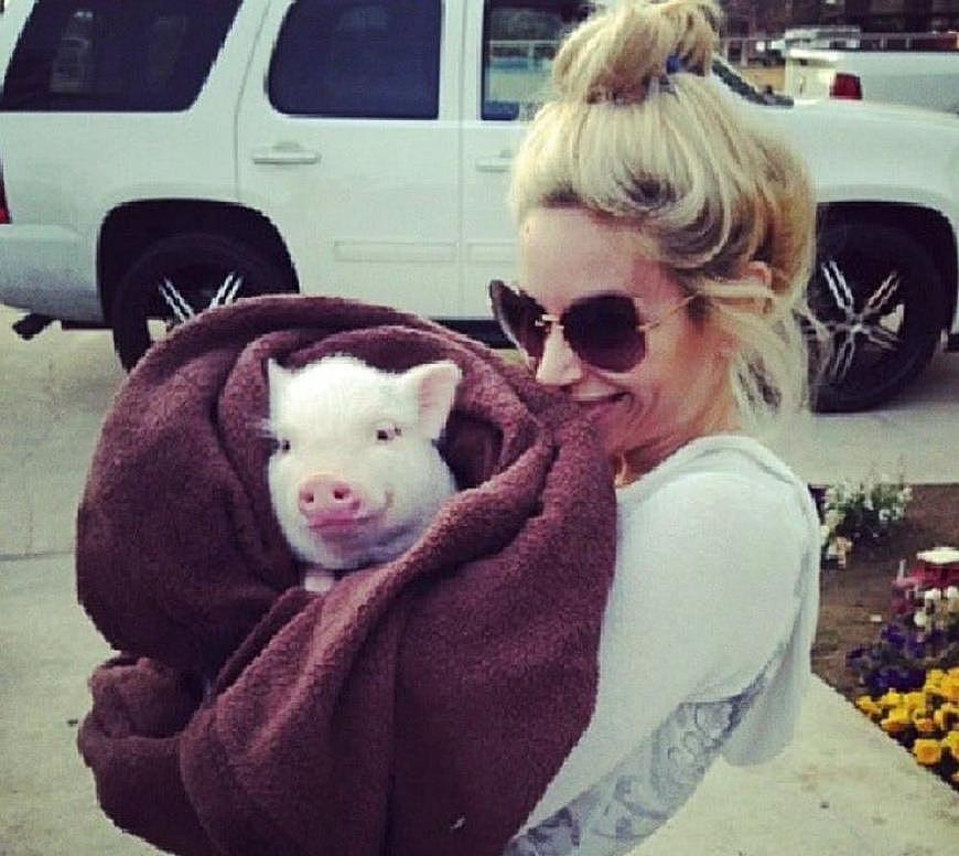 美国女士买了一只“长不大”迷你猪 没想到三年长到二百多斤 - 3