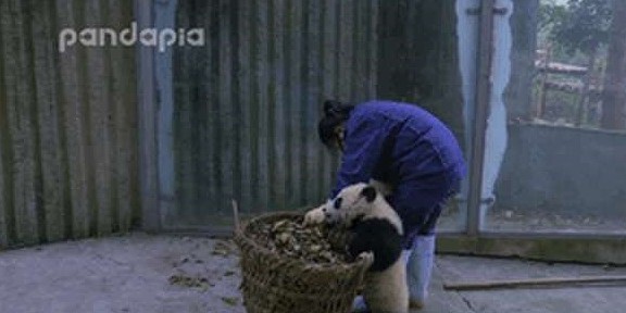 熊猫看到奶妈搞卫生，疯狂聚集过来，网友：场面一度非常混乱！ - 8