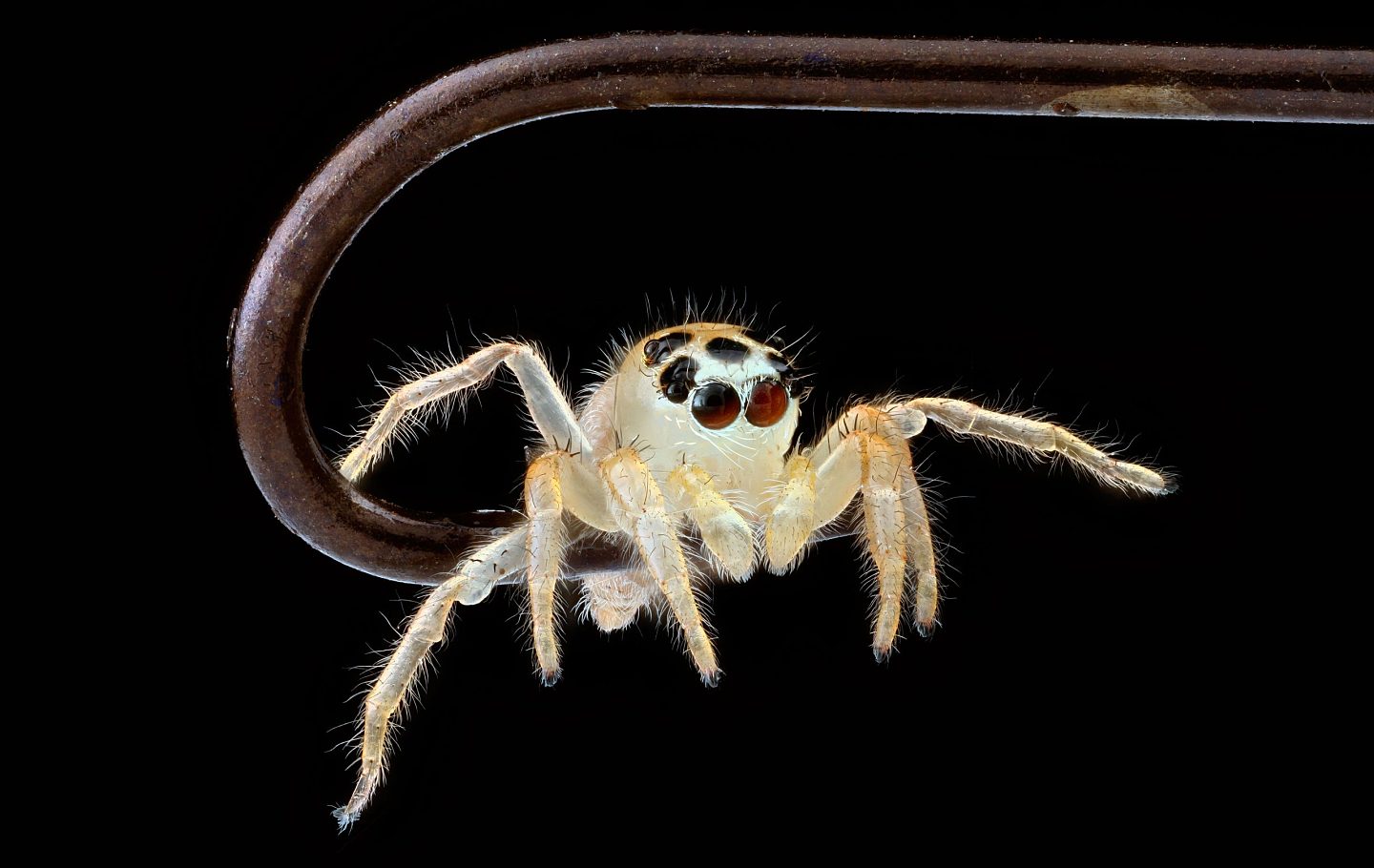 蜘蛛是如何在它们的周边视觉中区分活体和非活体的？ - 1