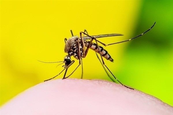 世界最大蚊子工厂每周生产3000万只：为了在蚊群传播一种细菌 - 1
