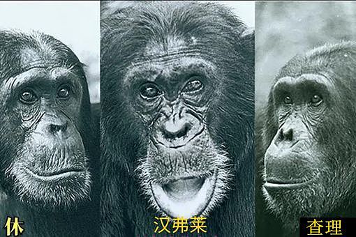 贡贝黑猩猩战争的全过程 - 2