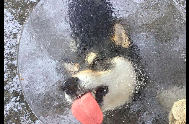 网友拿了一块冰，狗狗直接张嘴上去舔，好怕它的舌头会被粘上呀！ - 3