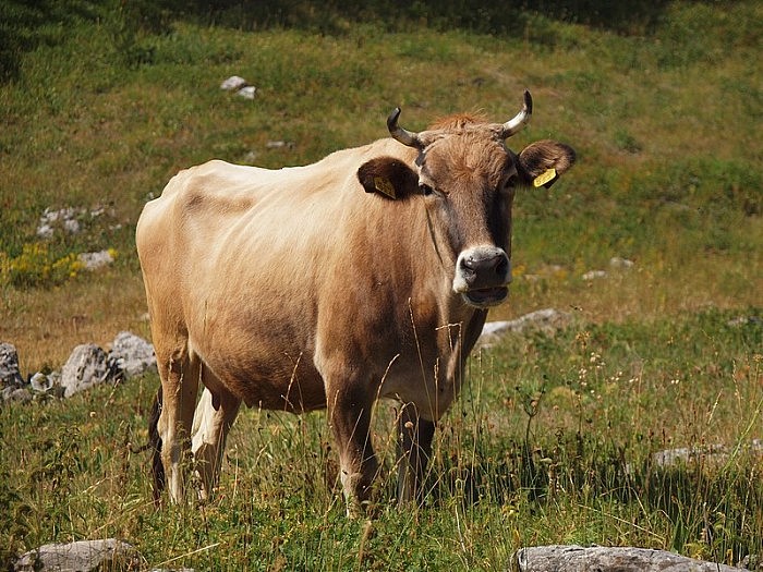 800px-Buša_cattle_-_Illyrian_cattle_leg_P.Cikovac_Bijela_gora_-_Mt_Orjen_Montenegro.jpg