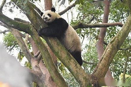 可爱！大熊猫爬墙越狱撞脸成都网红熊猫 - 2